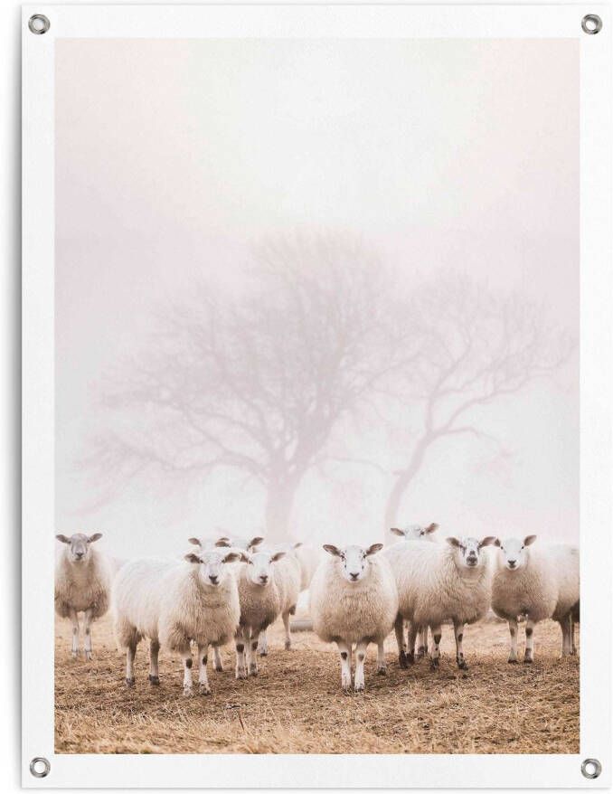 Reinders! Poster Schafe im Nebel - Foto 4