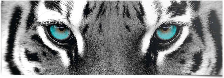 Reinders! Poster Siberische tijger - Foto 2