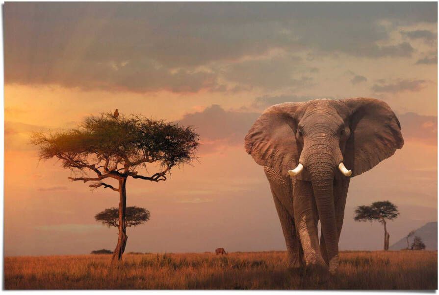 Reinders! Poster Wilde dieren van Afrika olifant - Foto 2