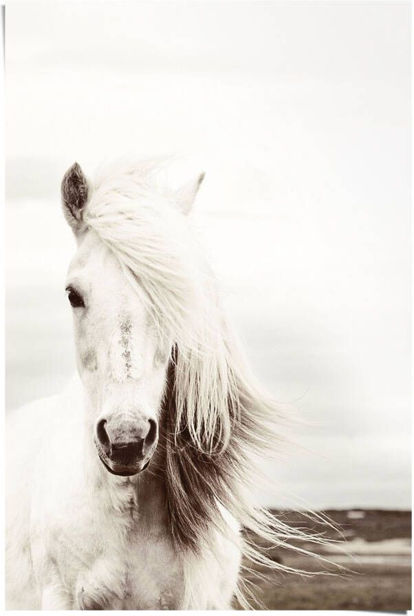 Reinders! Poster wit paard - Foto 3