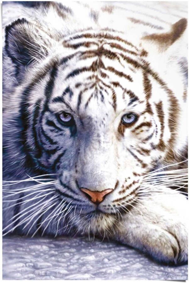 Reinders! Poster Witte tijger - Foto 2