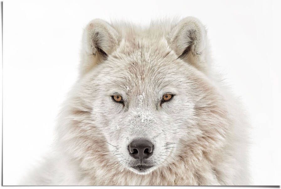 Reinders! Poster Witte wolf - Foto 2