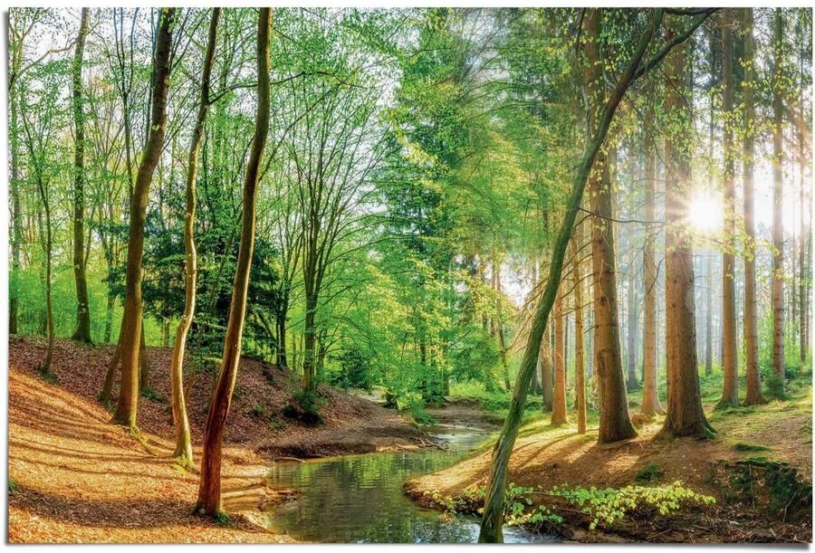 Reinders! Poster Bos in de zon