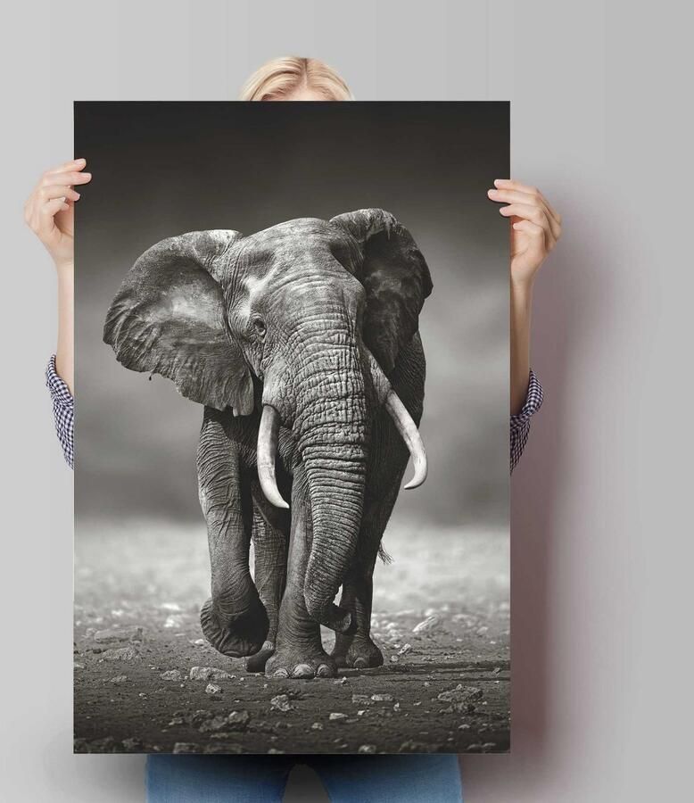 Reinders! Poster olifant wandeling - Foto 2