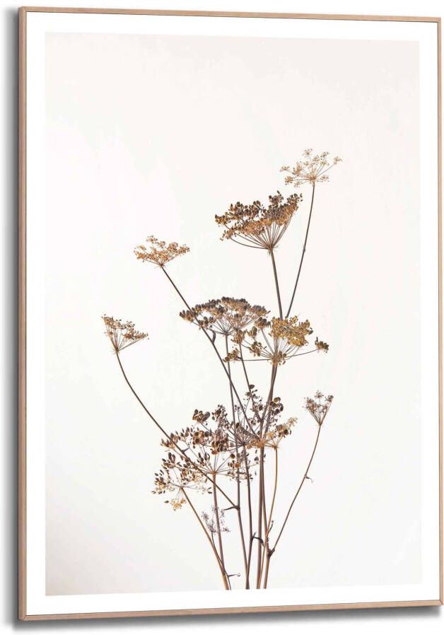 Reinders! Wanddecoratie Ingelijste print berenklauw natuur plant gedroogd bloemen - Foto 4