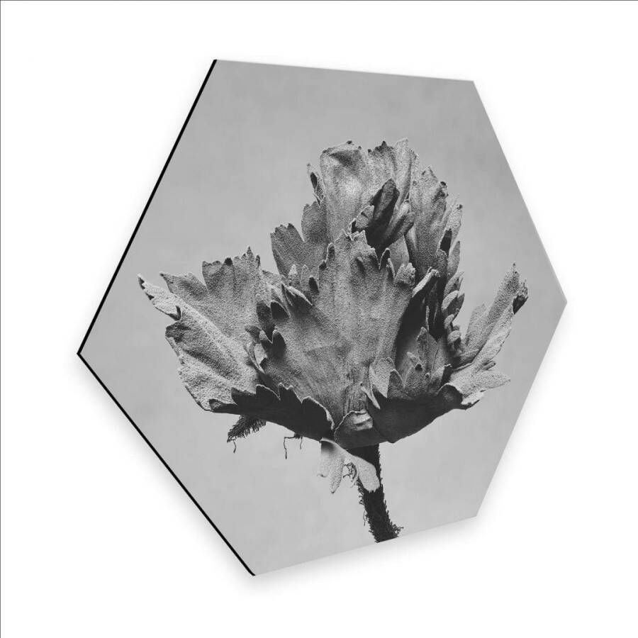 Wall-Art Metalen artprint Botanische artprint bloemen (1 stuk) - Foto 4