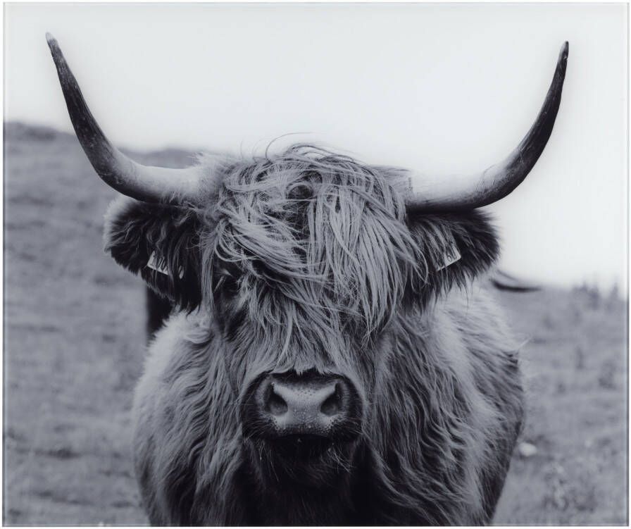 Wenko Keukenwand Highland Cattle gehard glas 60x50 cm - Foto 2