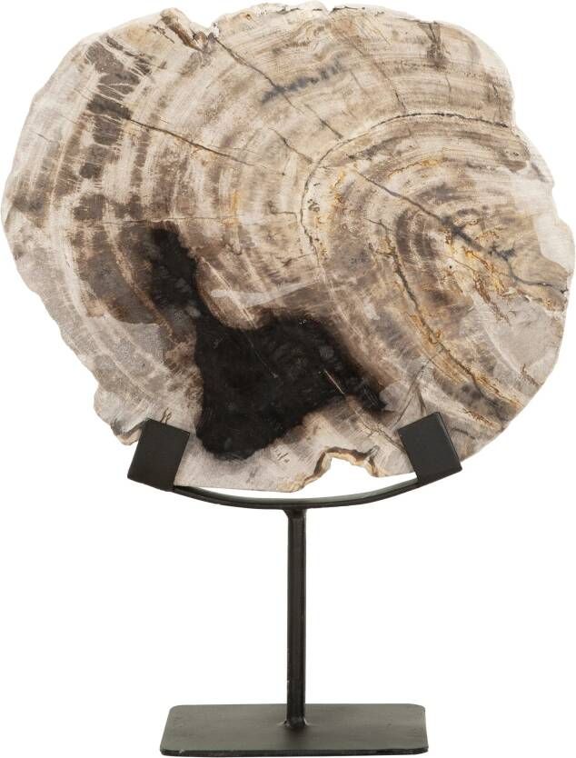 MUST Living Ornament Fossil Versteend hout 33cm hoog Beige