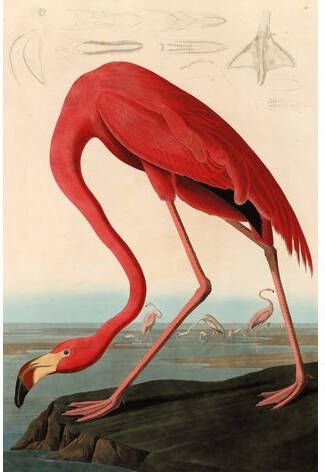 MondiArt American Red Flamingo