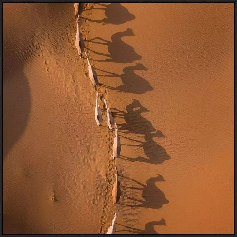 MondiArt Schilderij Camel Race