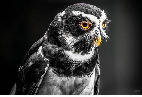 MondiArt Schilderij Grey Owl