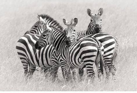 MondiArt Schilderij Zebras