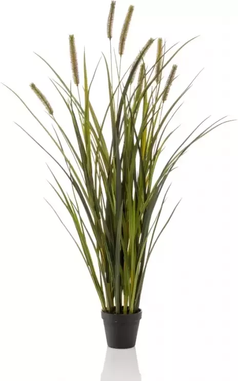 Woonexpress Grass cattails