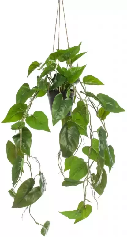 Fleurdirect Hangplant Philodendron Groen Polyester