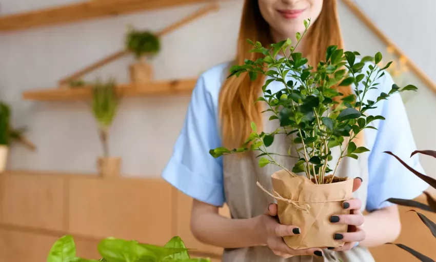 Welke planten kies je voor de woonkamer? 